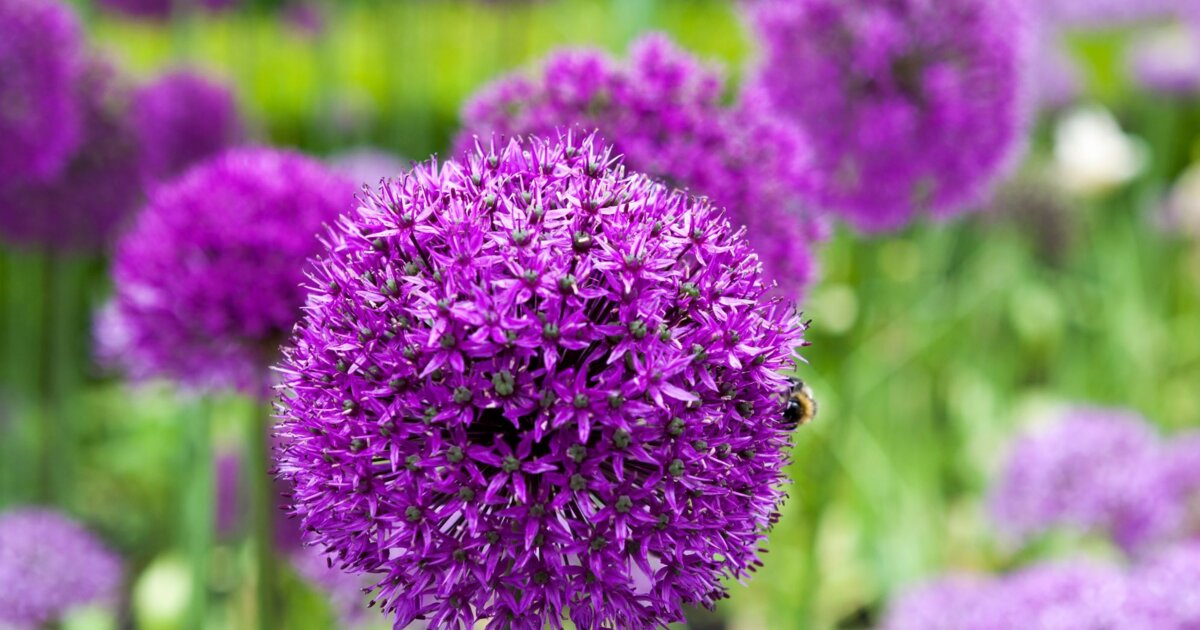 Allium vermehren Mit diesem Trick klappt’s mit mehr Zierlauch